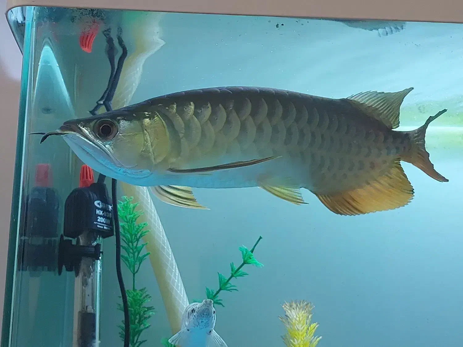 ماهی اکواریوم اروانا گلدن ۲۴k|ماهی|کرمان, |دیوار