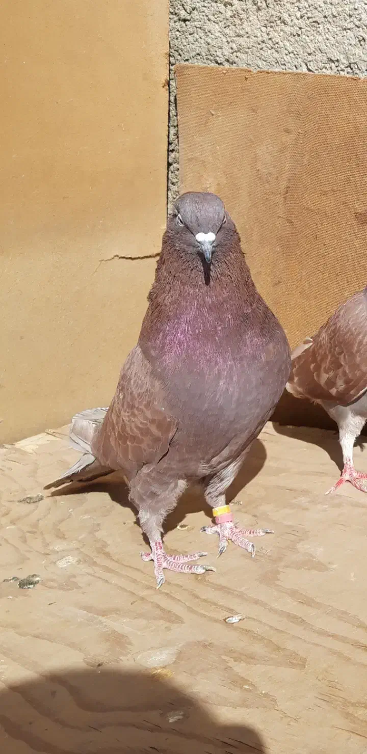 ۴طوق کبوتر اصیل یکجای ۱۵۰۰ مقطوع|پرنده|هشتگرد, شهرک اداری|دیوار