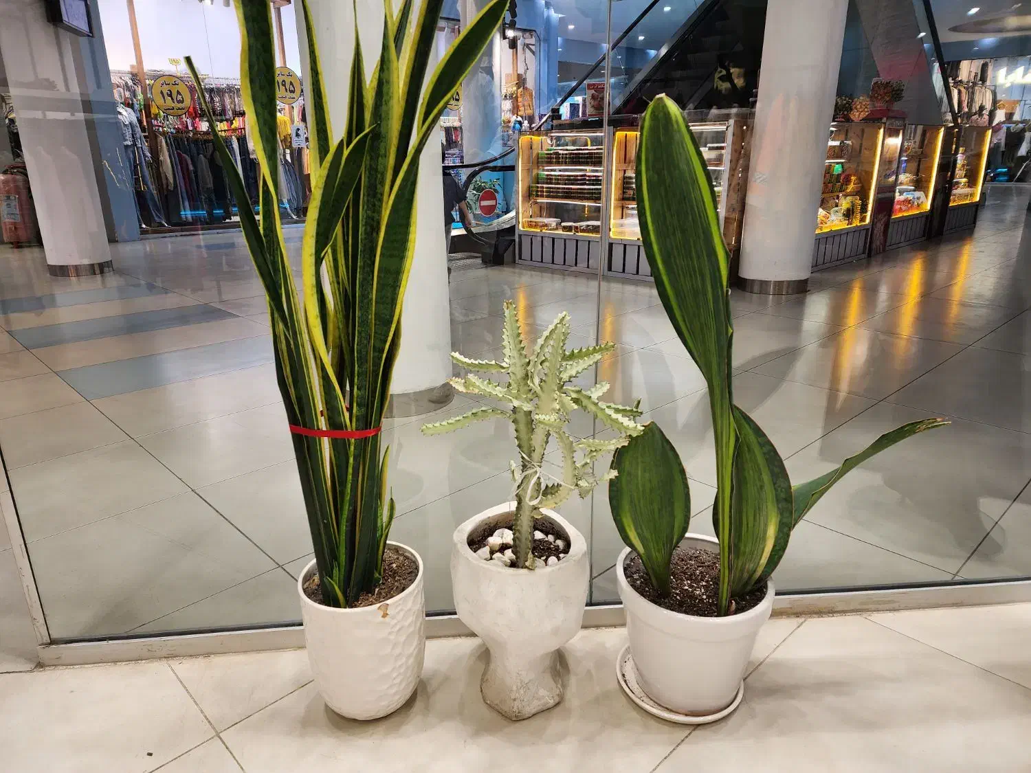 کاکتوس بزرگ باگلدان فروش بدلیل جمع آوری فروشگاه|گل و گیاه طبیعی|بابل, |دیوار