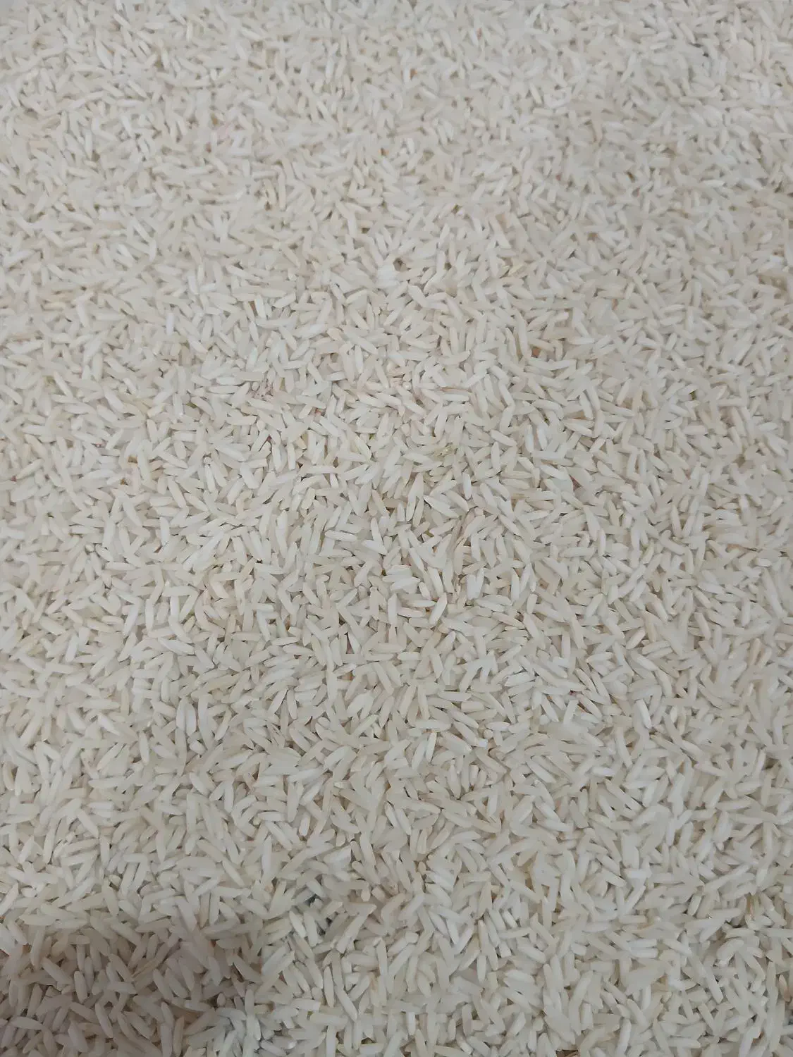 برنج|خوردنی و آشامیدنی|لاهیجان, شهرک جانبازان|دیوار