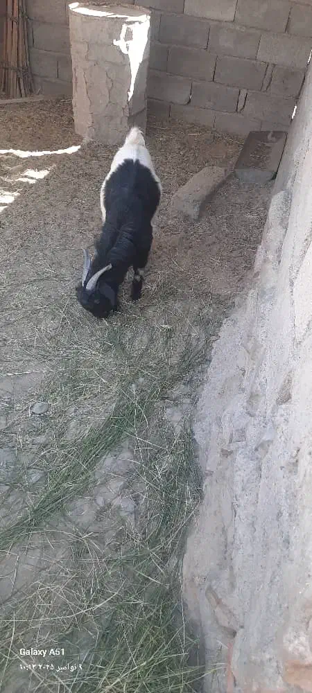 تروشت یا نربز|حیوانات مزرعه|سراوان, |دیوار