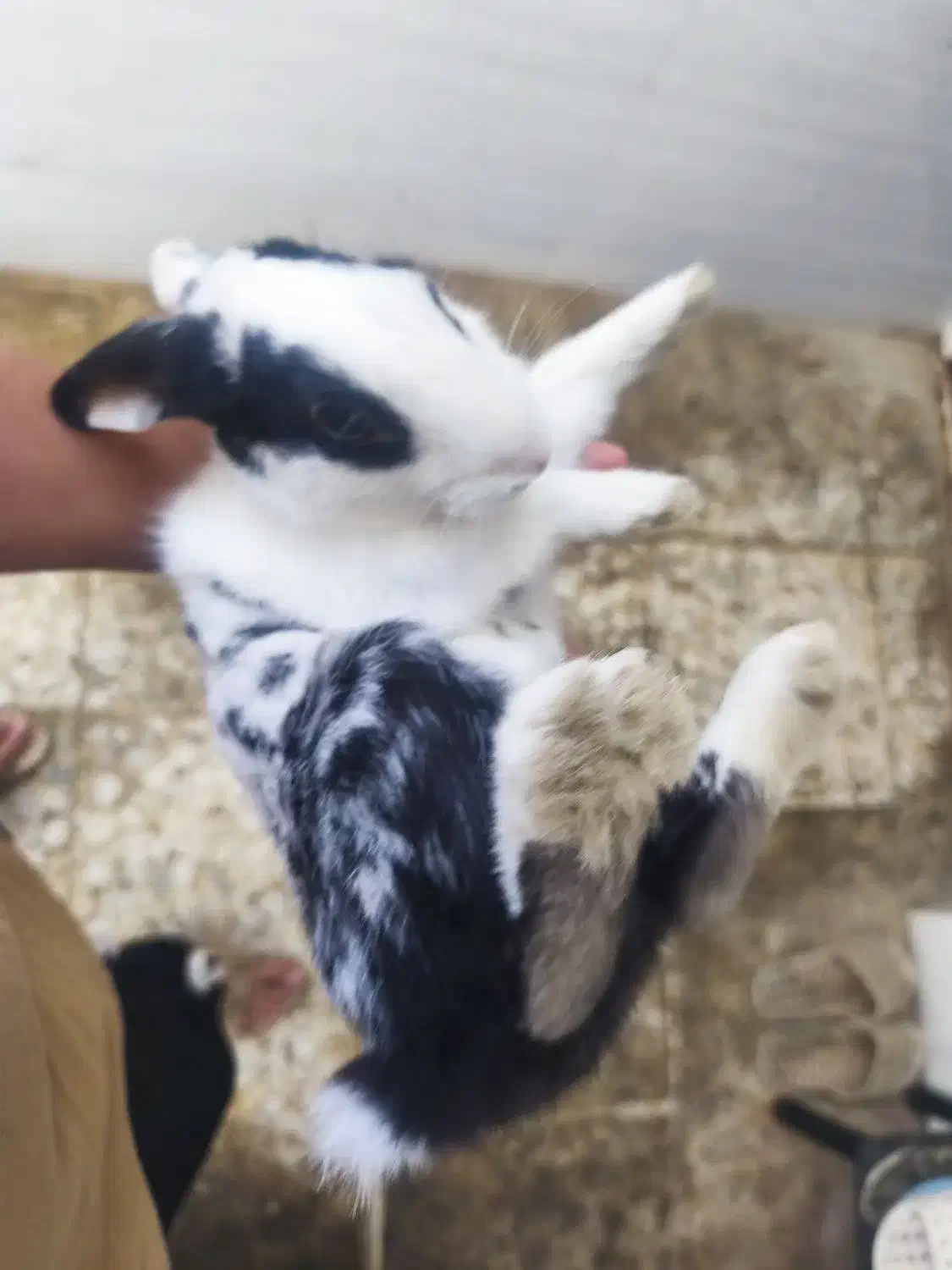 خرگوش|موش و خرگوش|شوشتر, |دیوار