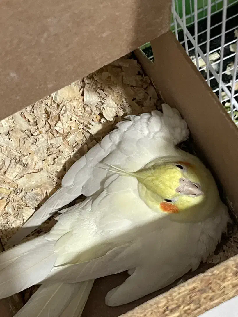 عروس هلندی لوتینو طوطی عروس|پرنده|مشهد, هفده شهریور|دیوار