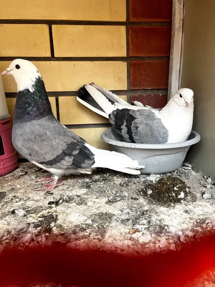 کفتر|پرنده|سیرجان, |دیوار