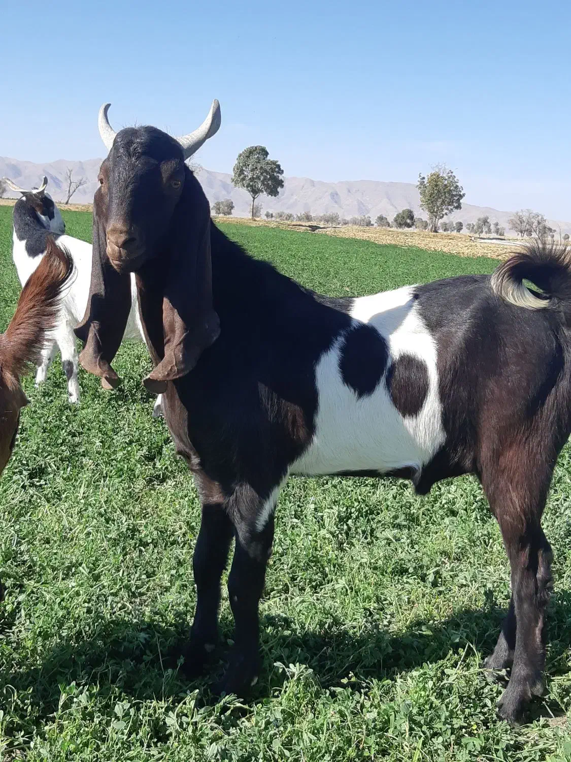 نر تخمی|حیوانات مزرعه|گلپایگان, |دیوار