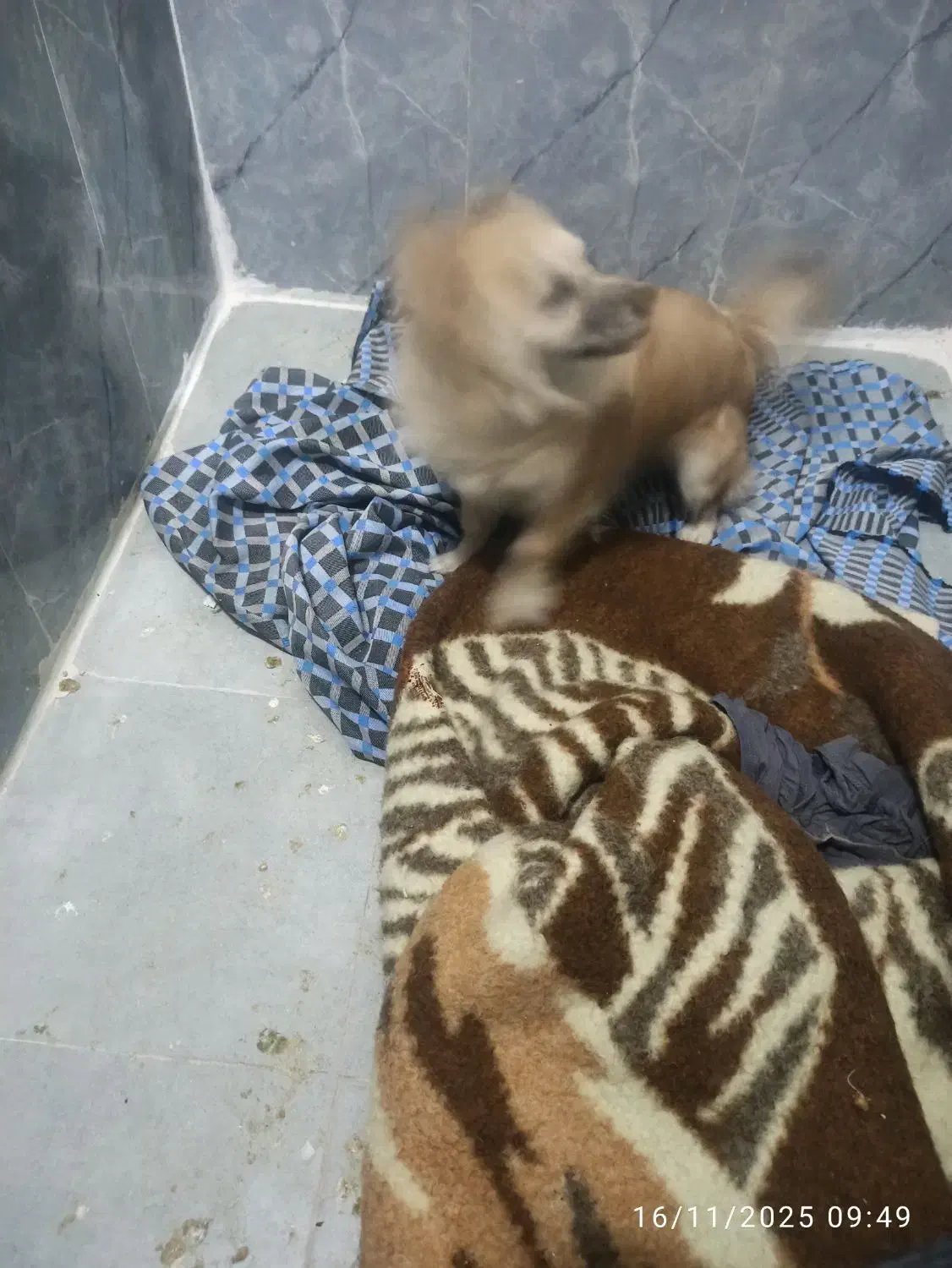 واگذارسگ ماده|سگ|باقرشهر, |دیوار