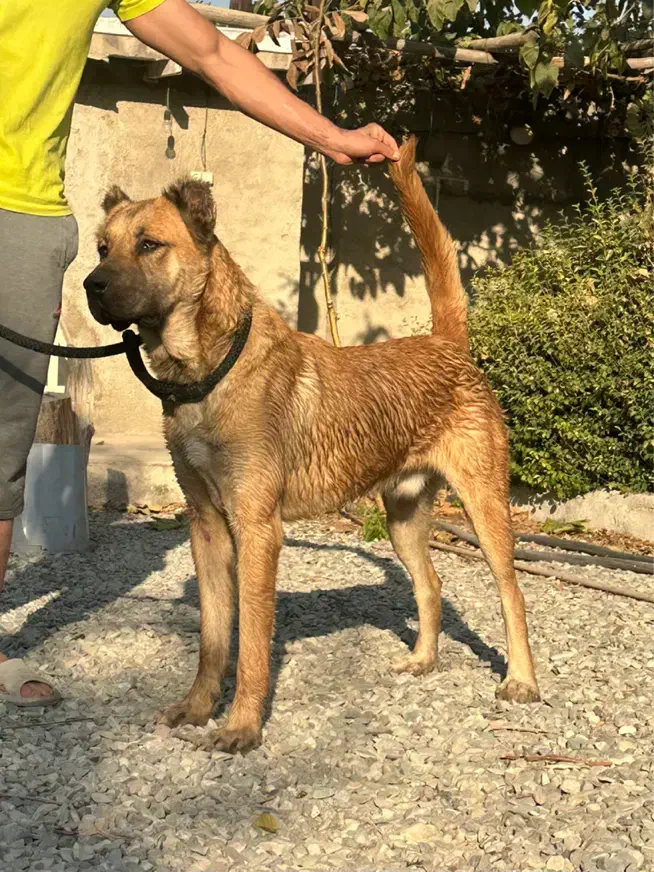 سگ نر سرابی|سگ|کرج, آق تپه|دیوار