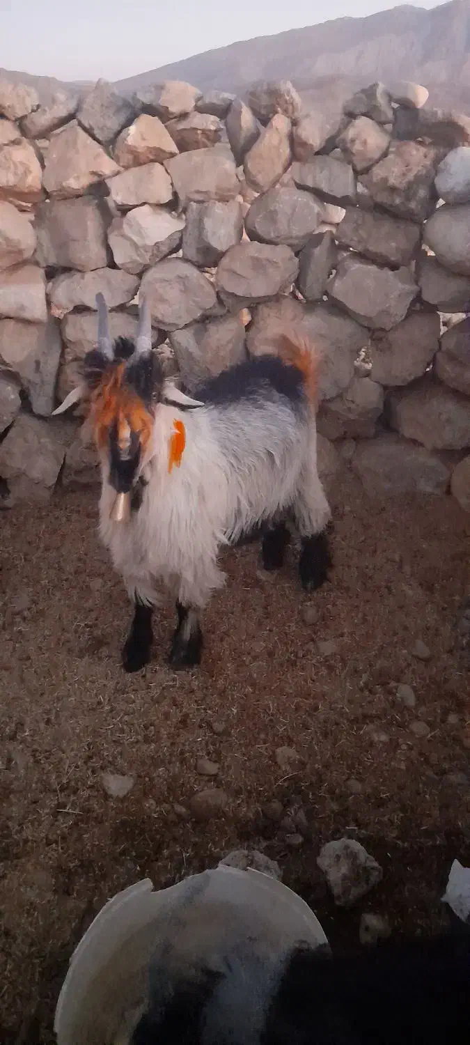 بیگ دوبری و تخمی|حیوانات مزرعه|ایذه, |دیوار