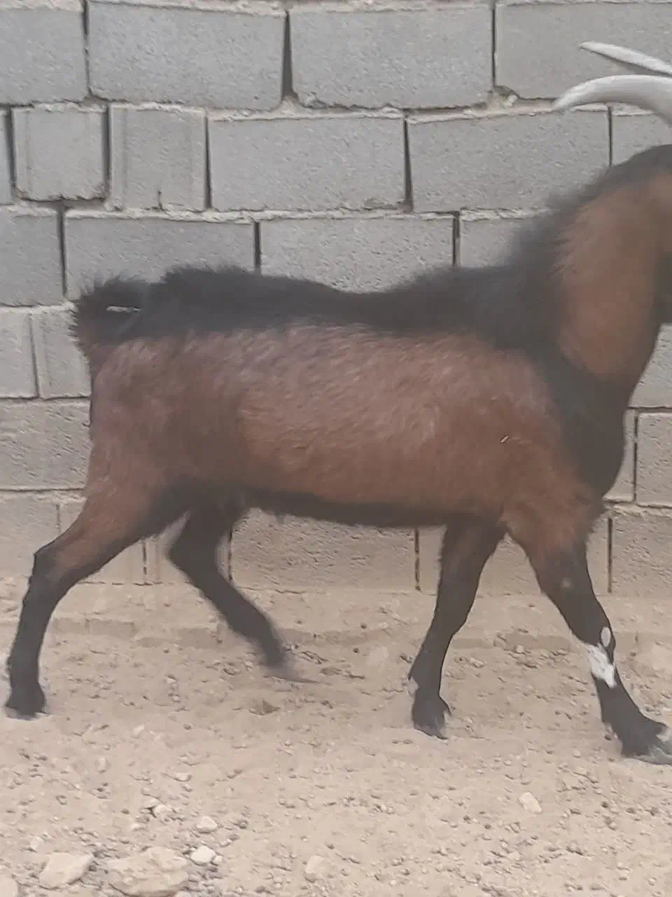 کل آلپاین|حیوانات مزرعه|دامغان, |دیوار