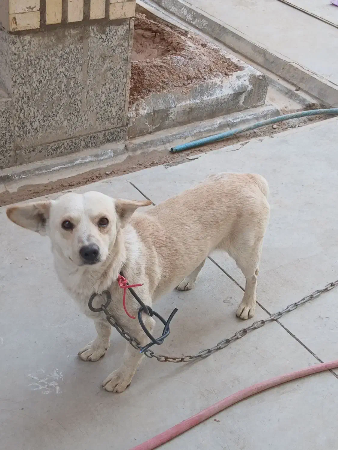 سگ پاکوتاه باهوش و بازی گوش|سگ|قرچک, شهرک صنعتی قرچک|دیوار