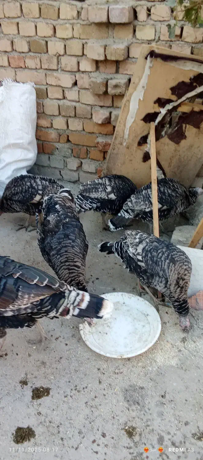 بوقلمودونهیکملیونهرکیخواستزنگبزنه|حیوانات مزرعه|شیروان (لرستان), |دیوار