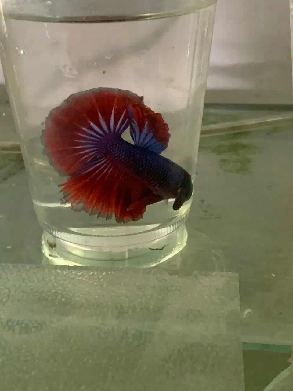 فایتر خاص پلاکت سامورایی و هافمون و..مخصوص تکثیر|ماهی|مشهد, کوی راد|دیوار