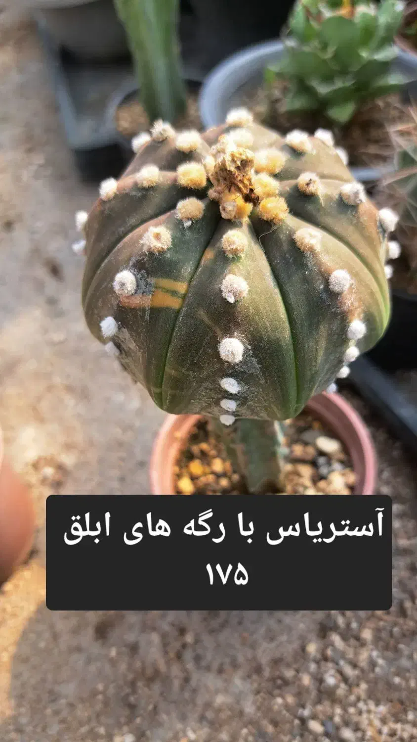 کاکتوس پیوندی|گل و گیاه طبیعی|شاهرود, |دیوار