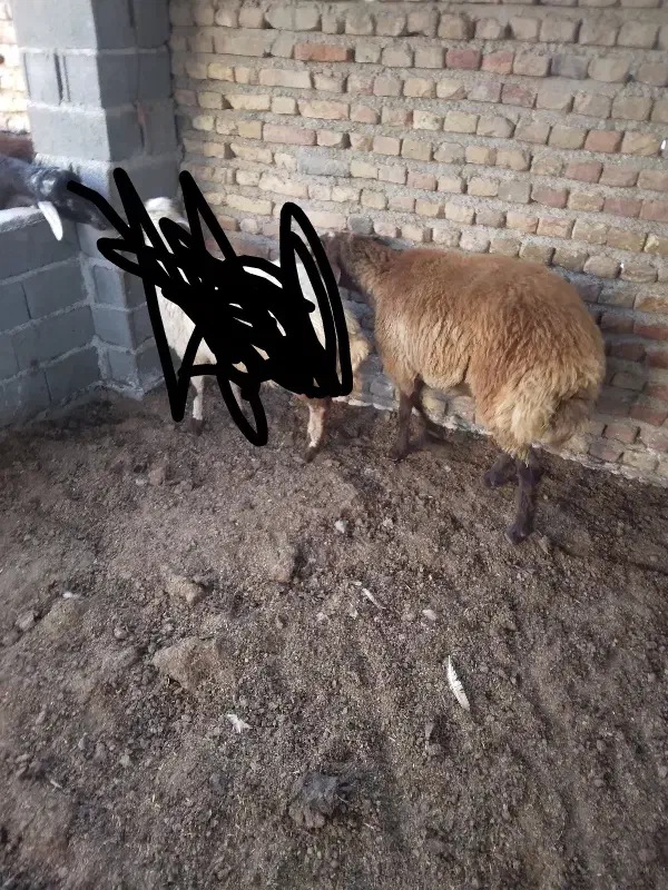 توقلی نر قرمز|حیوانات مزرعه|گمیشان, |دیوار