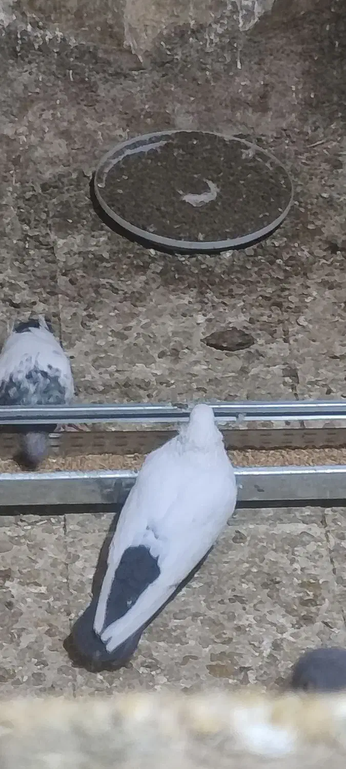 سینه ای|پرنده|رزن, |دیوار