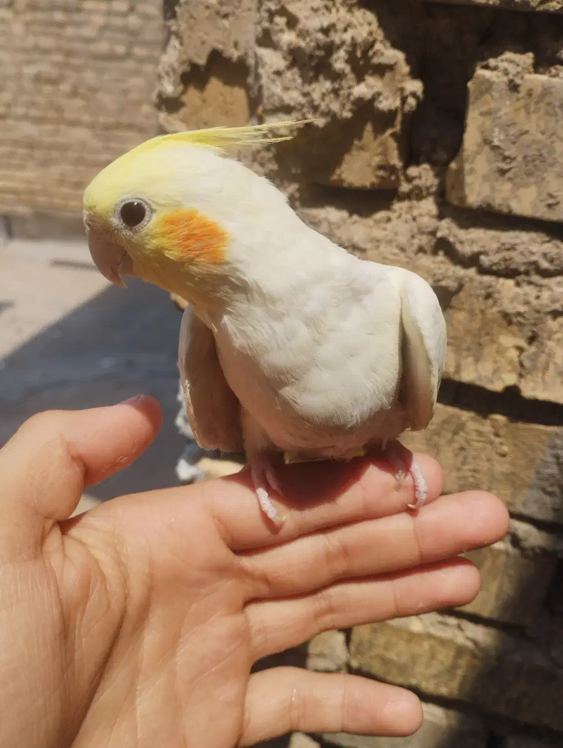 عروسک پاریس|پرنده|سوسنگرد, |دیوار