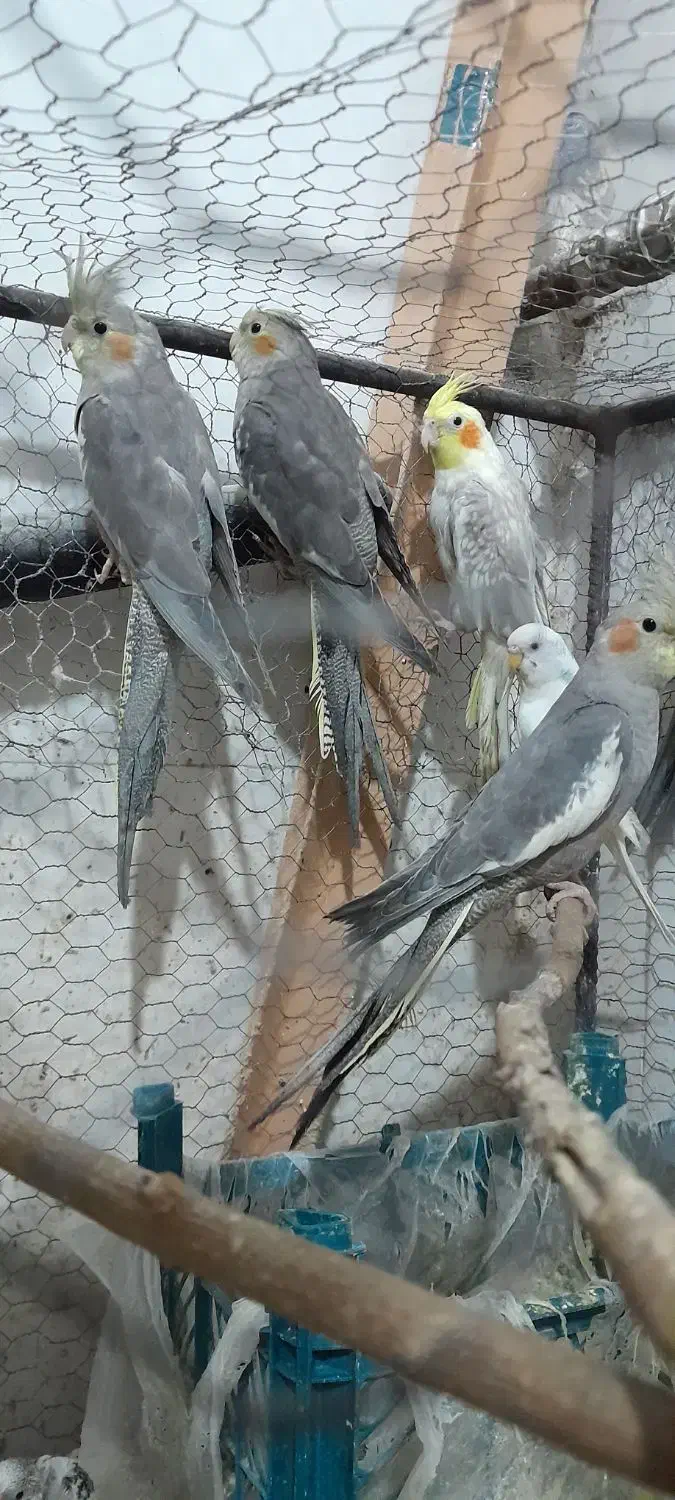 عروس هلندی سخنگو|پرنده|فاضل آباد, |دیوار