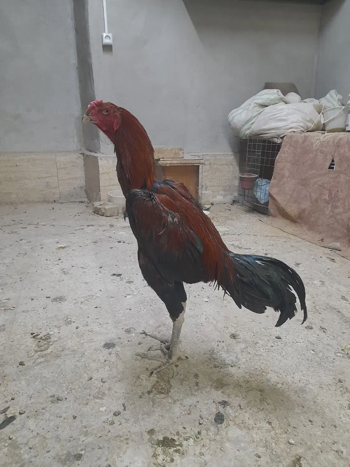 خروس لاری|حیوانات مزرعه|بهارستان, |دیوار