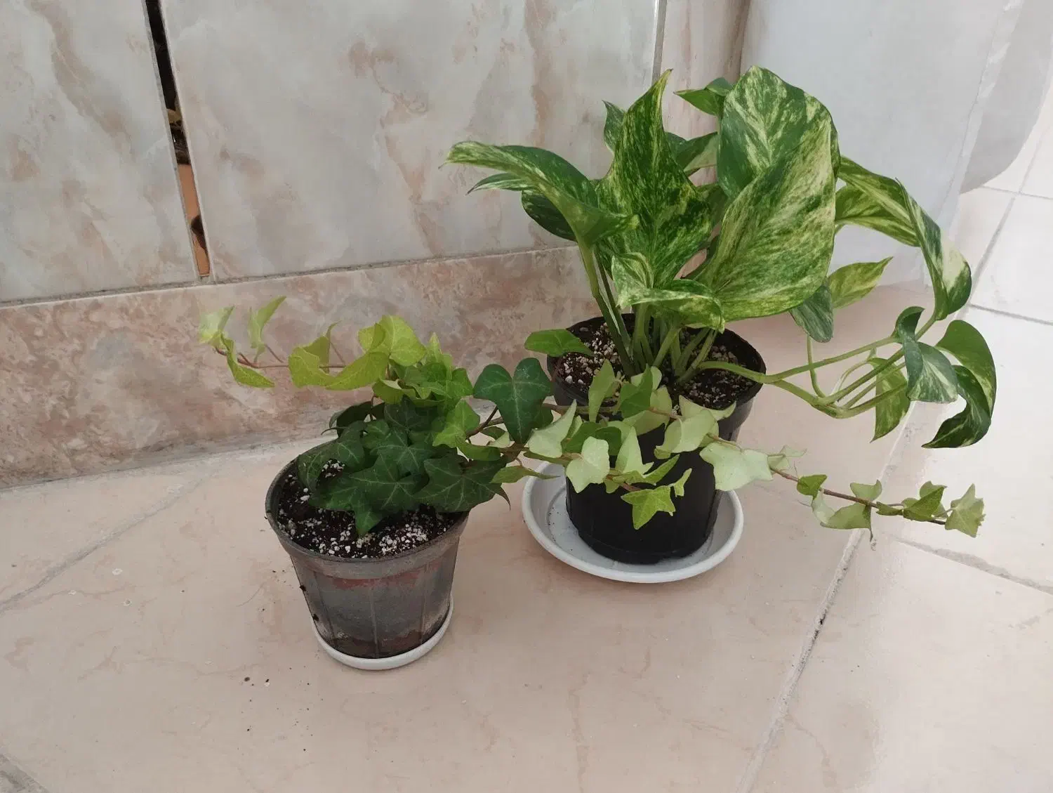 دو عدد گل طبیعی|گل و گیاه طبیعی|شهرکرد, |دیوار