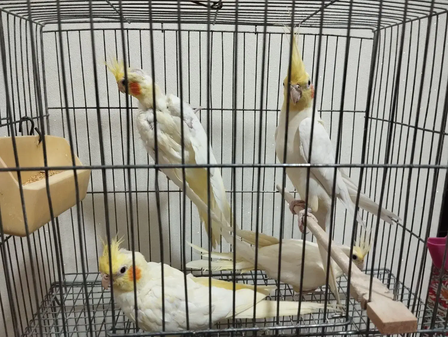 عروس لوتینو جفت|پرنده|تبریز, |دیوار