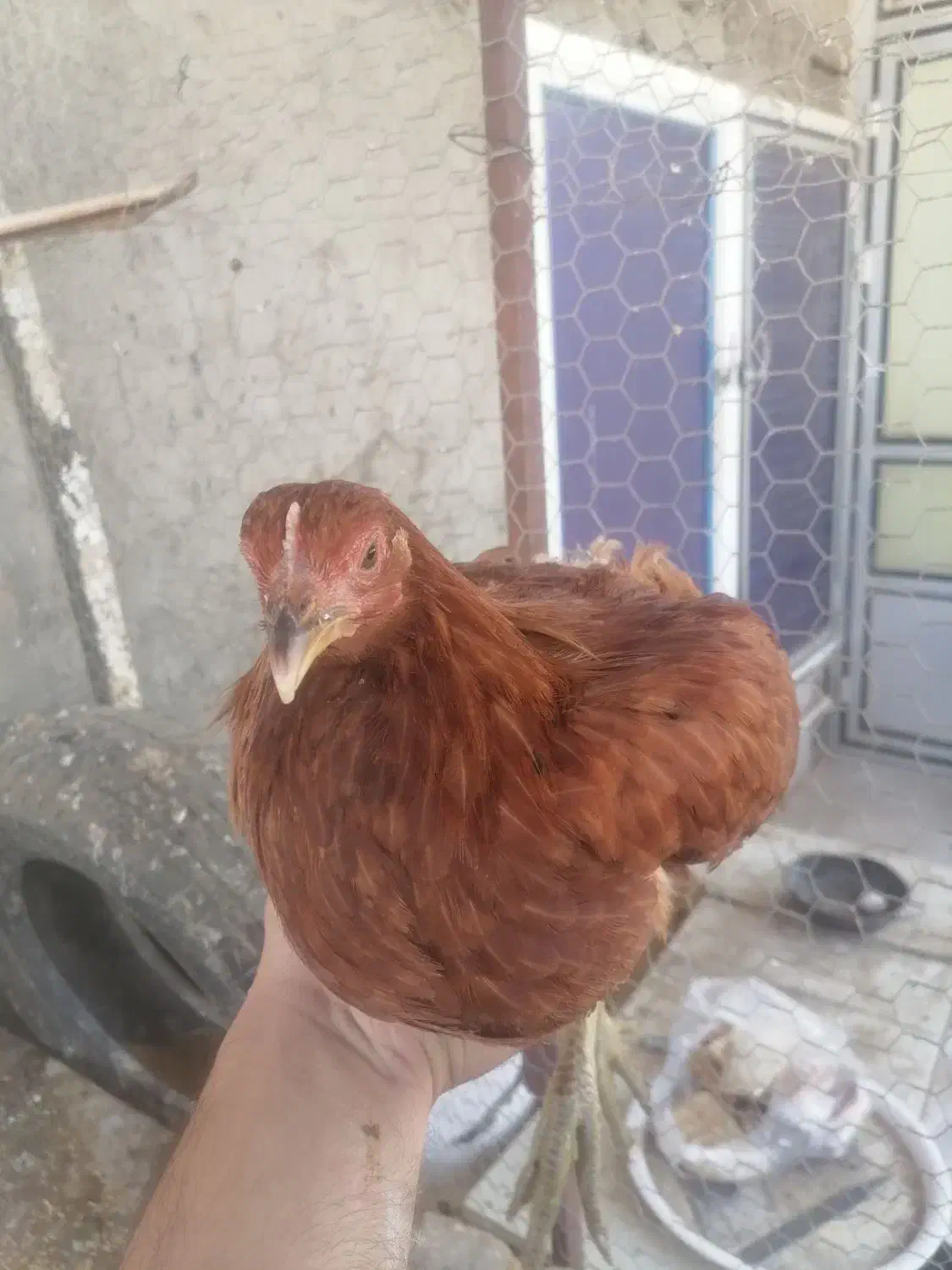 مرغ و خروس|حیوانات مزرعه|قم, بنیاد|دیوار