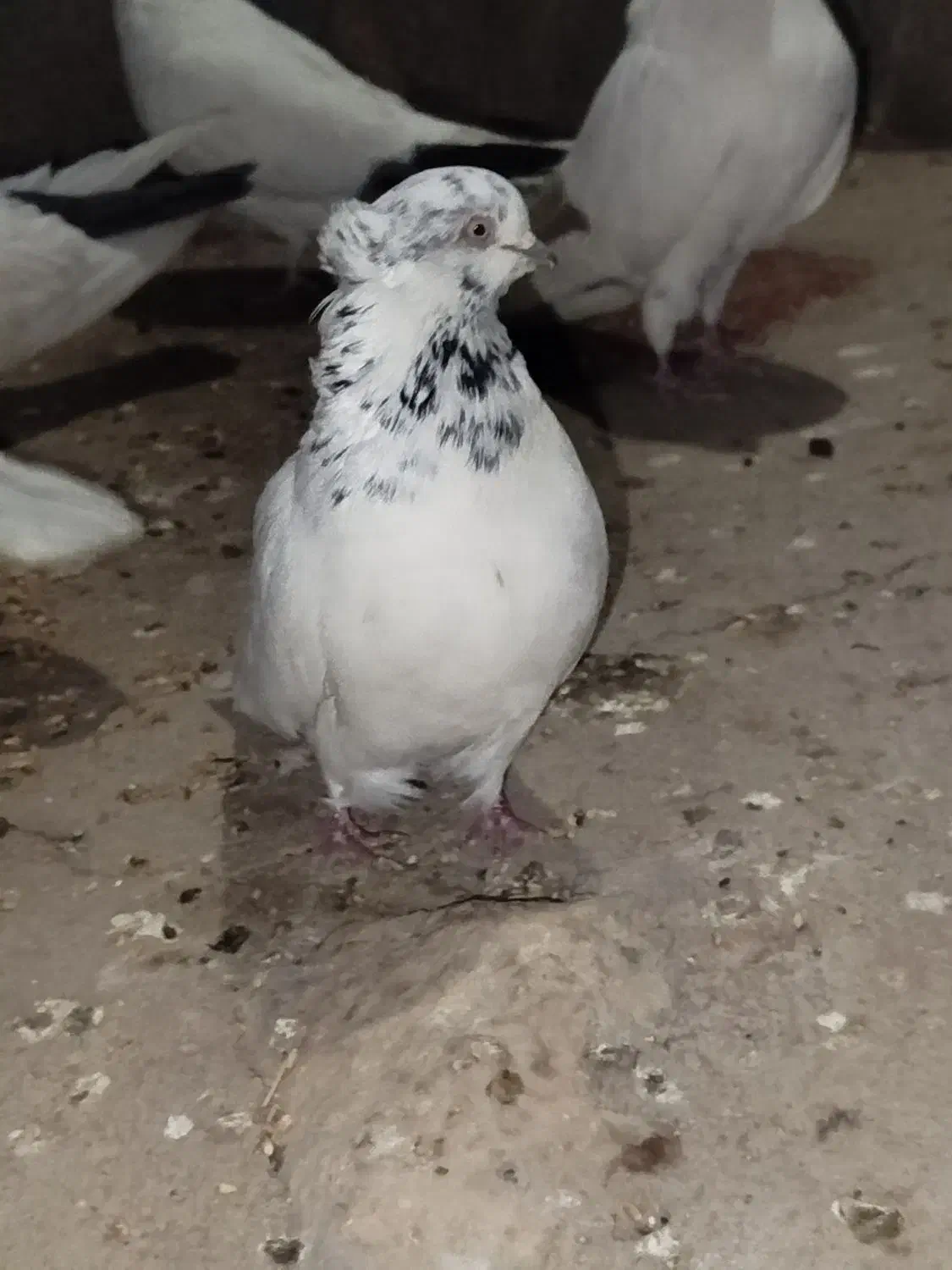 کفتر قره دیمدیح کاکلی|پرنده|آذرشهر, |دیوار