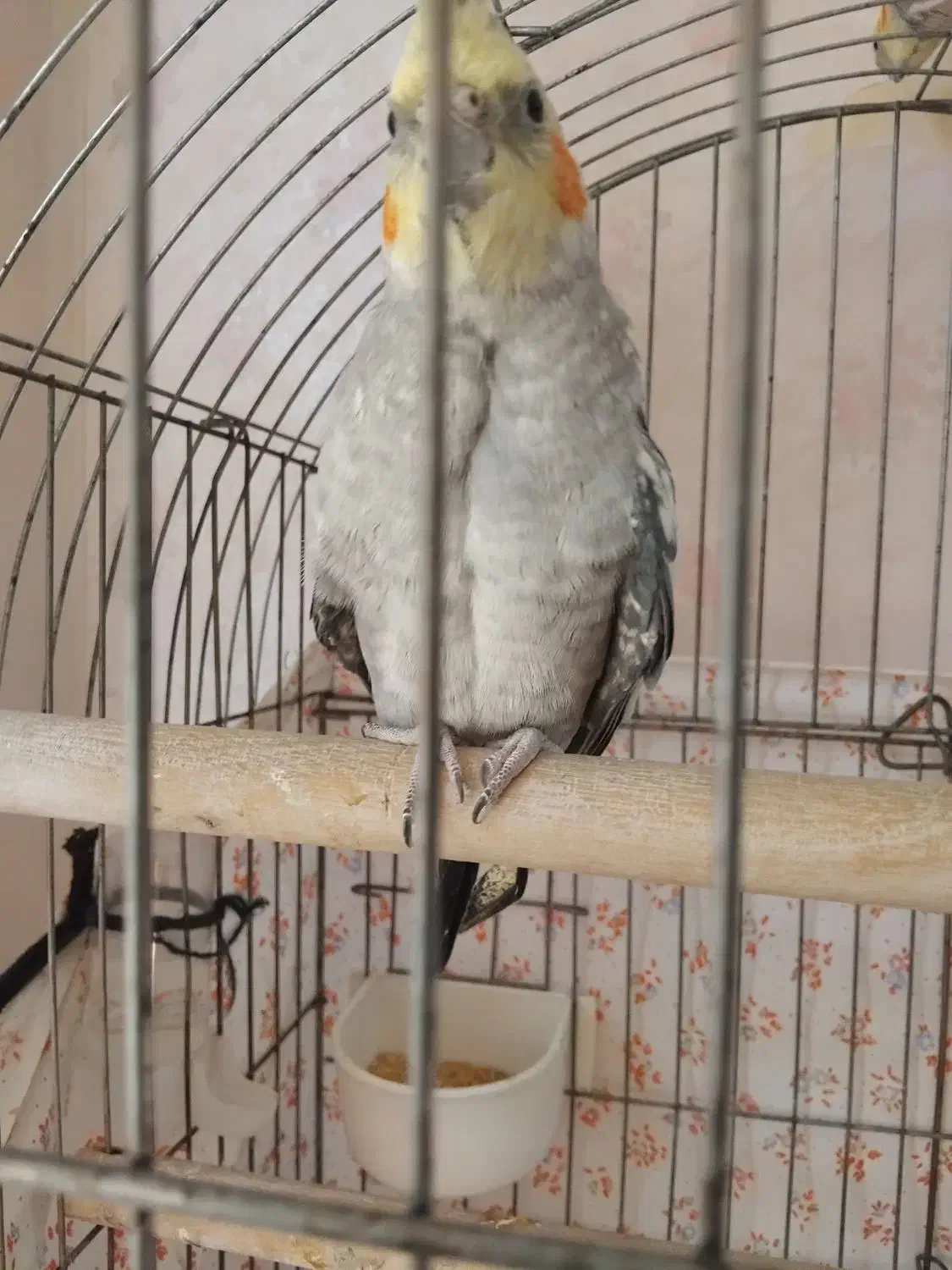 عروس هلندی نر ۷ ماهه|پرنده|زنجان, |دیوار