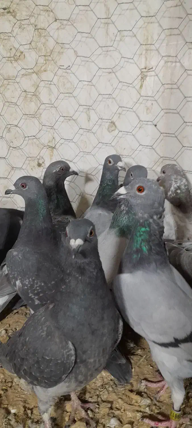 آلمانی کفتر بوم رنجر کفتر جنگی|پرنده|مشهد, کوشش|دیوار