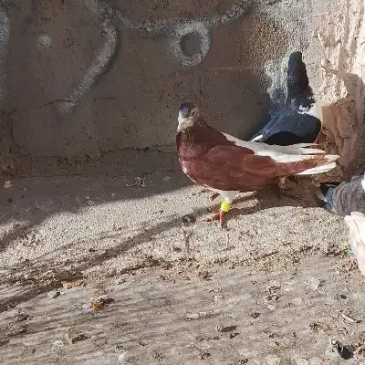 سبز حلقه نارنجی گم شده|حیوانات|نیشابور, فخریه|دیوار