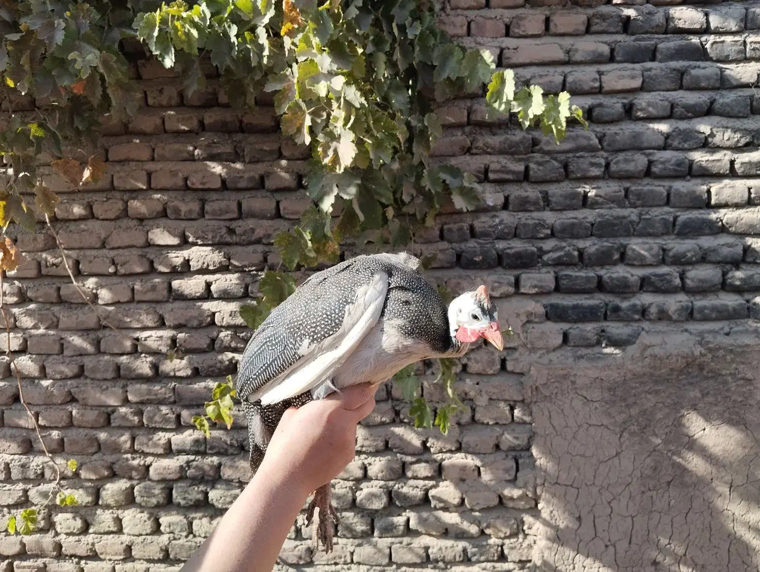 مرغ شاخدار|حیوانات مزرعه|بسطام, |دیوار