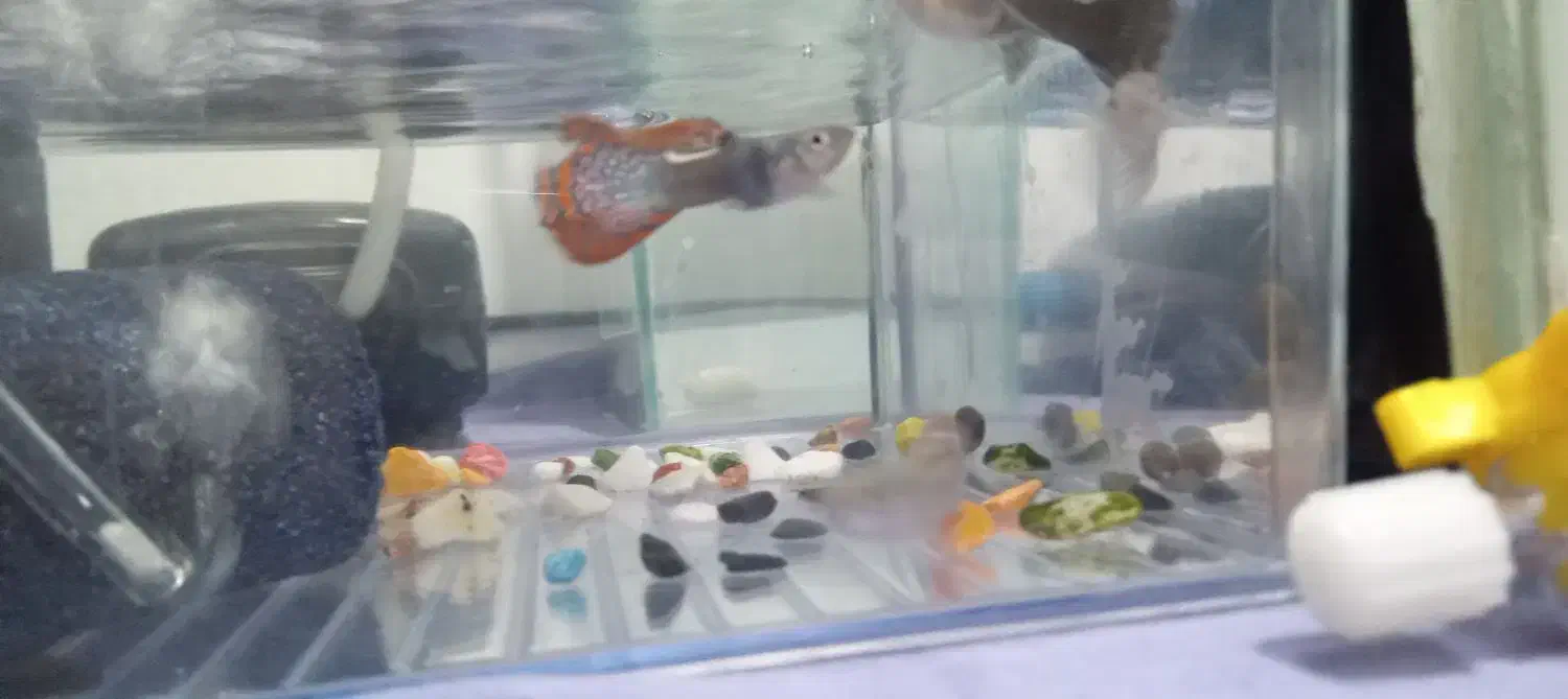 تعدادی ماهی|ماهی|چهاردانگه (تهران), |دیوار