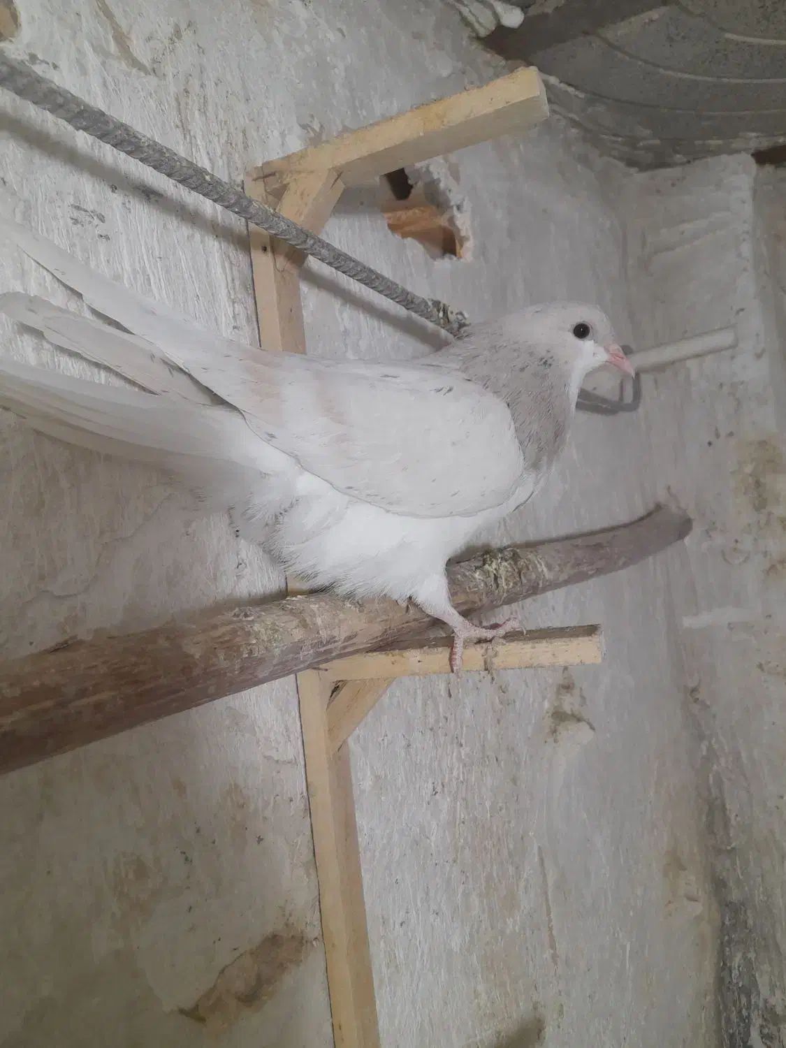 جوجه وجوونه وجفتگاهی خوشگل|پرنده|نیشابور, مدرس|دیوار