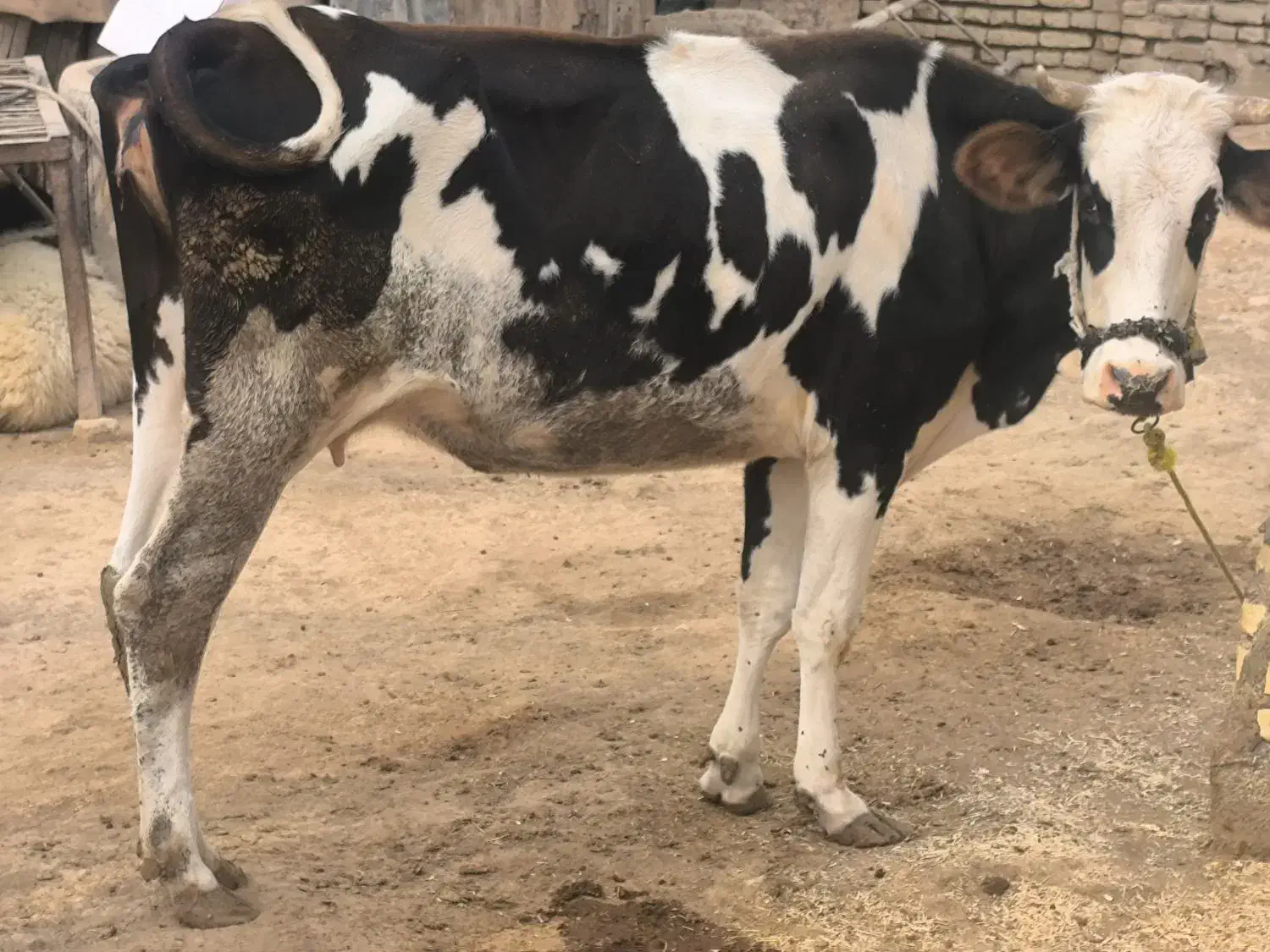 گاو خارجی با گوساله|حیوانات مزرعه|کرخه, |دیوار