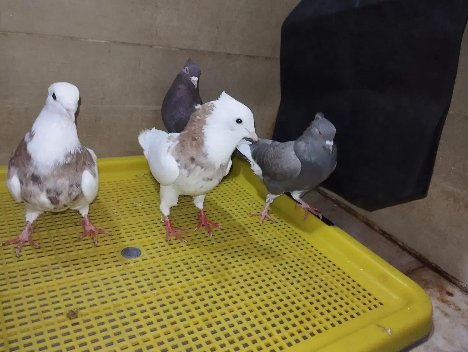 کفتر|پرنده|دزفول, |دیوار