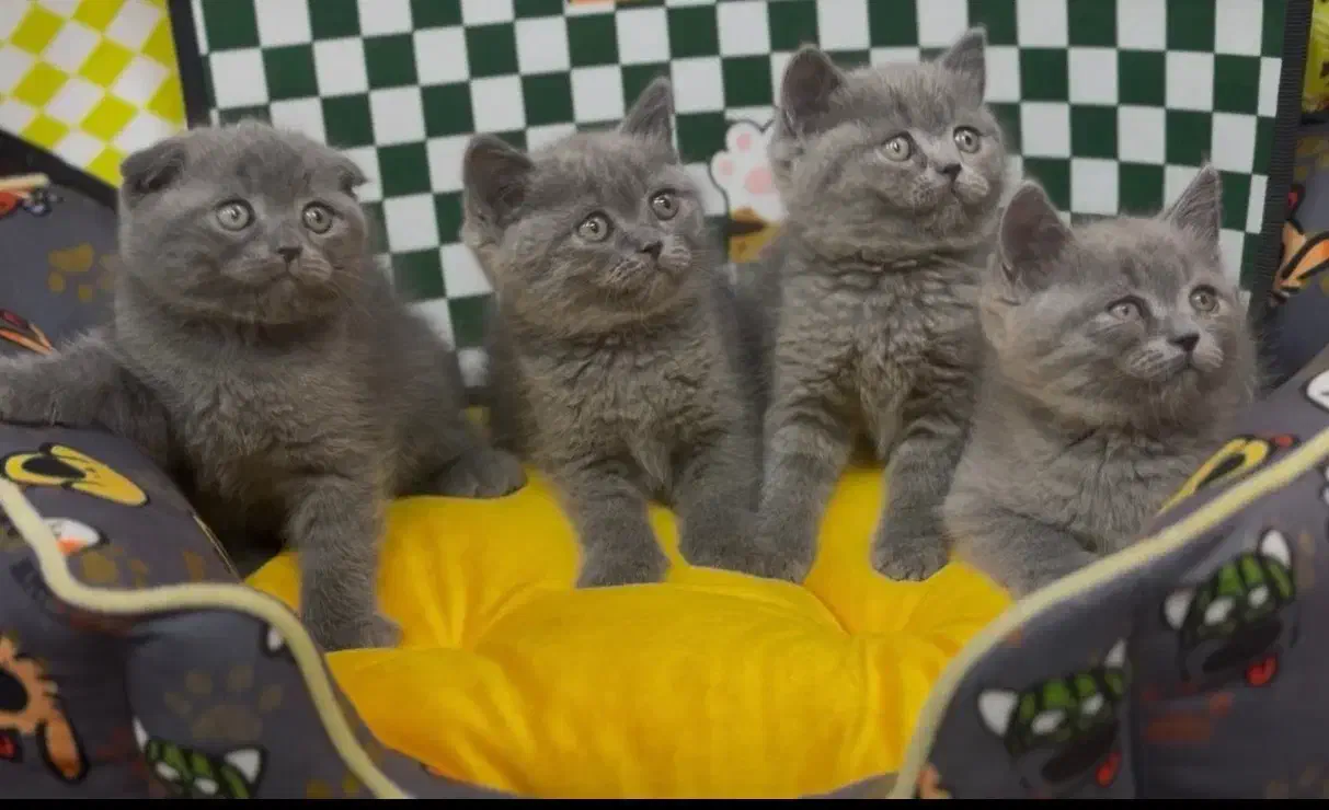 British Scottish|گربه|تهران, تهرانسر مرکزی|دیوار