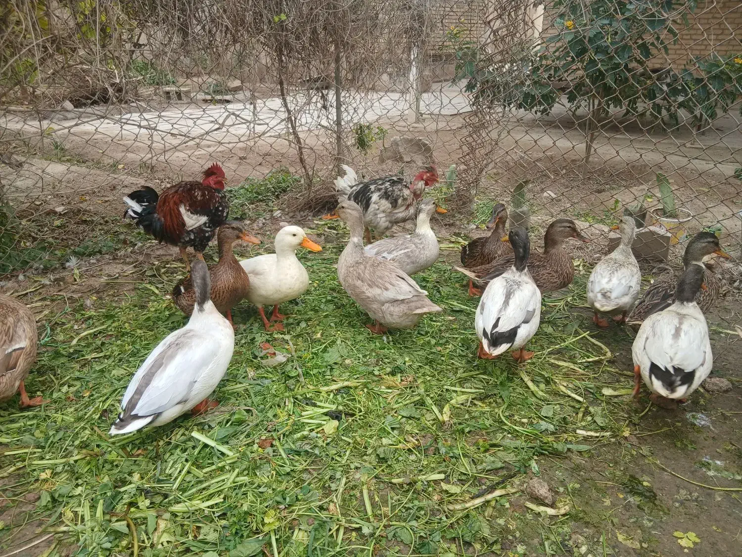 اردکهای پروازی|حیوانات مزرعه|اهواز, امانیه|دیوار