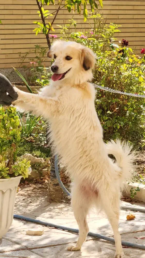 سگ پاپی|سگ|برخوار, |دیوار