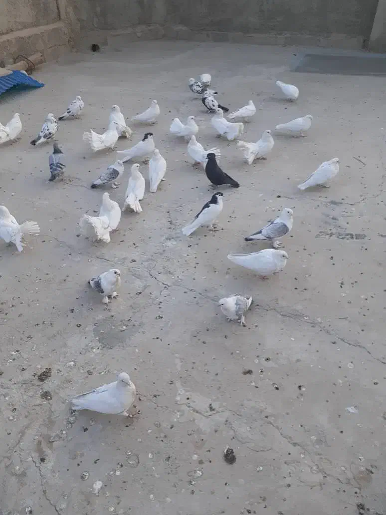 کبوتر تهرونی و دم چتری .گل پنبه‌ای|پرنده|اصفهان, دارک|دیوار