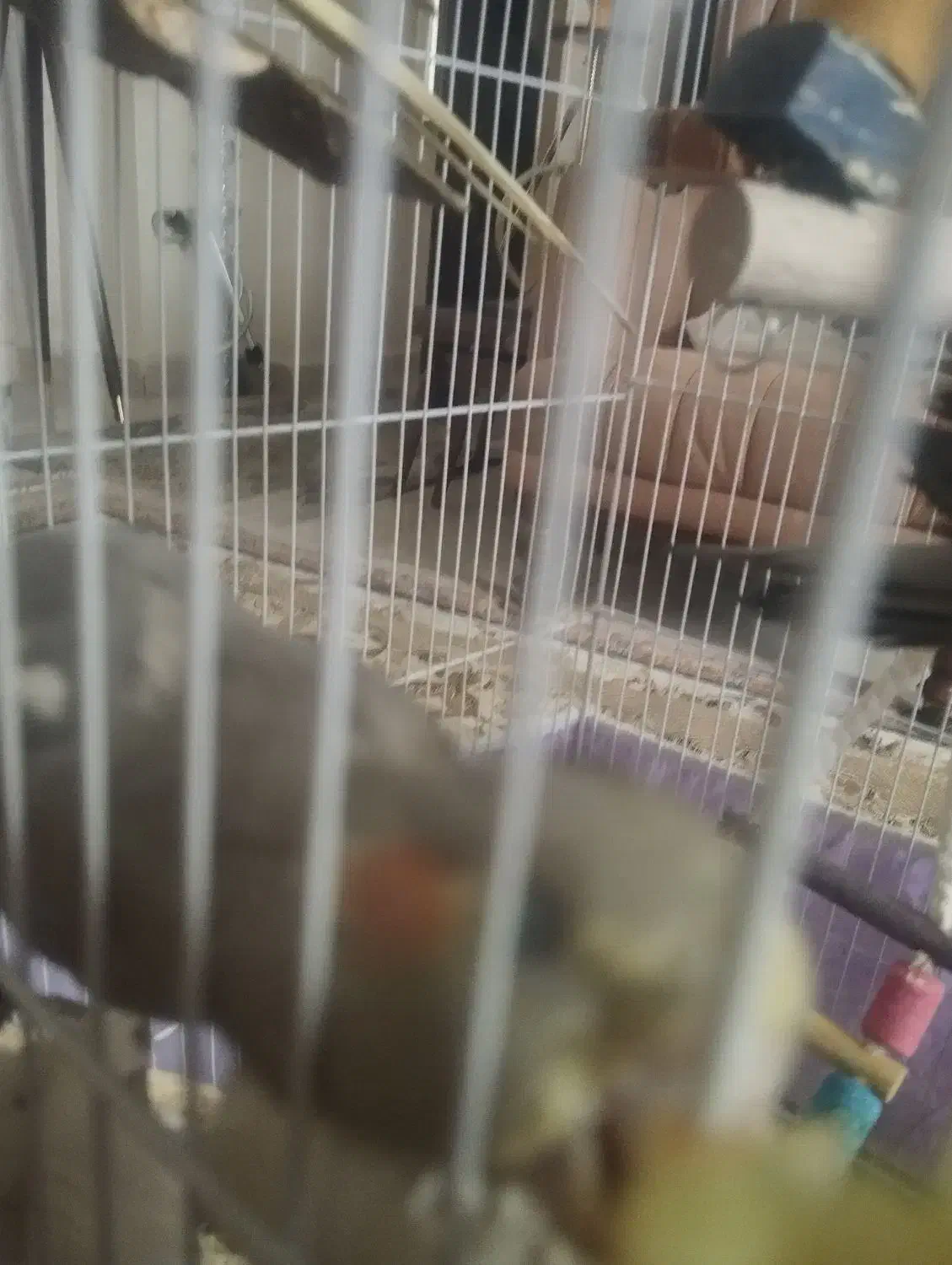 عروس هلندی|پرنده|محمدیه-قزوین, |دیوار