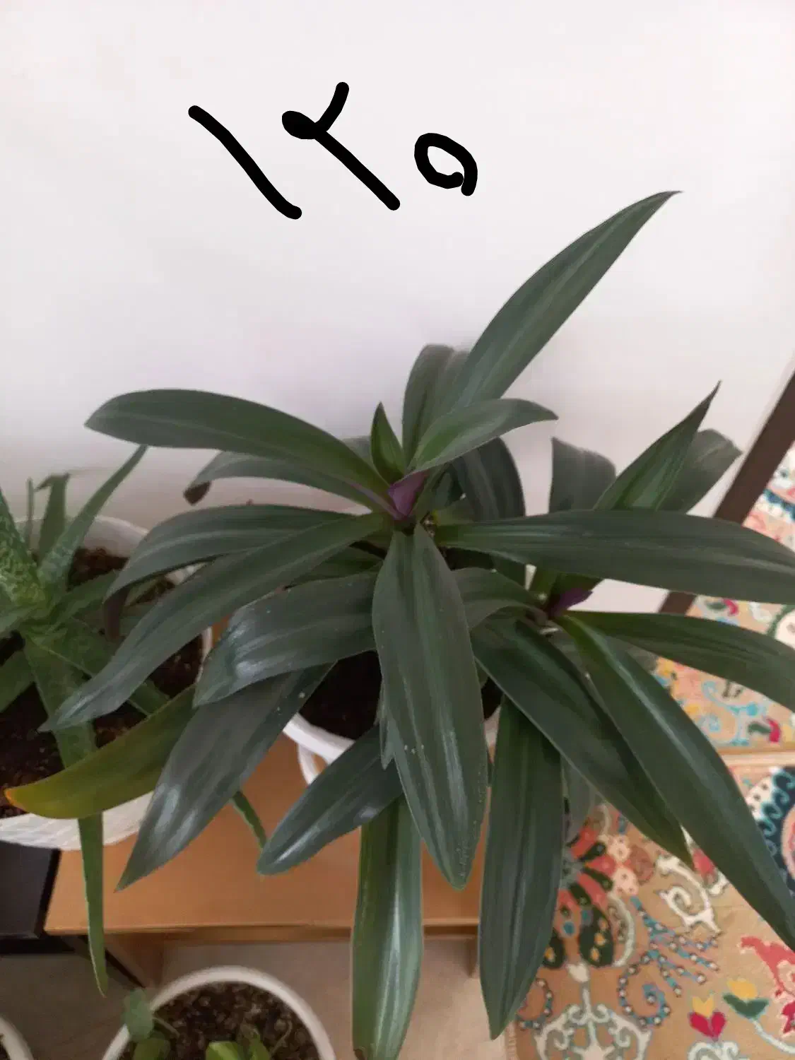 کیف نیه گل|کیف، کفش، کمربند|سنندج, |دیوار