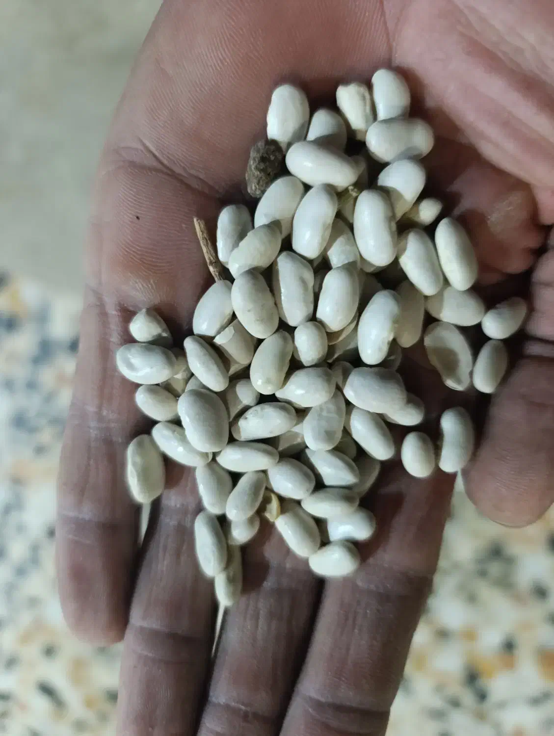 لوبیا سفید|خوردنی و آشامیدنی|گیان, |دیوار