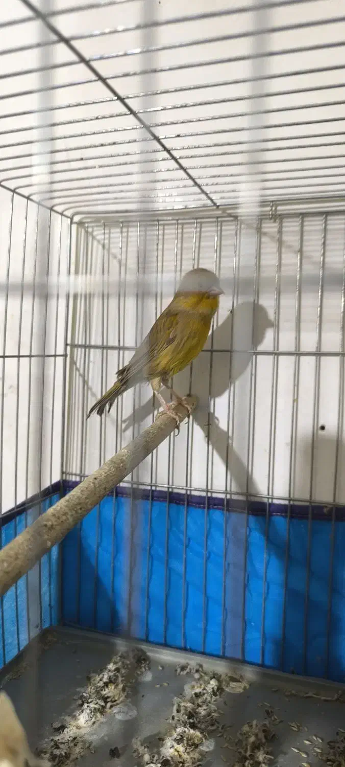 قناری|پرنده|ابریشم, |دیوار