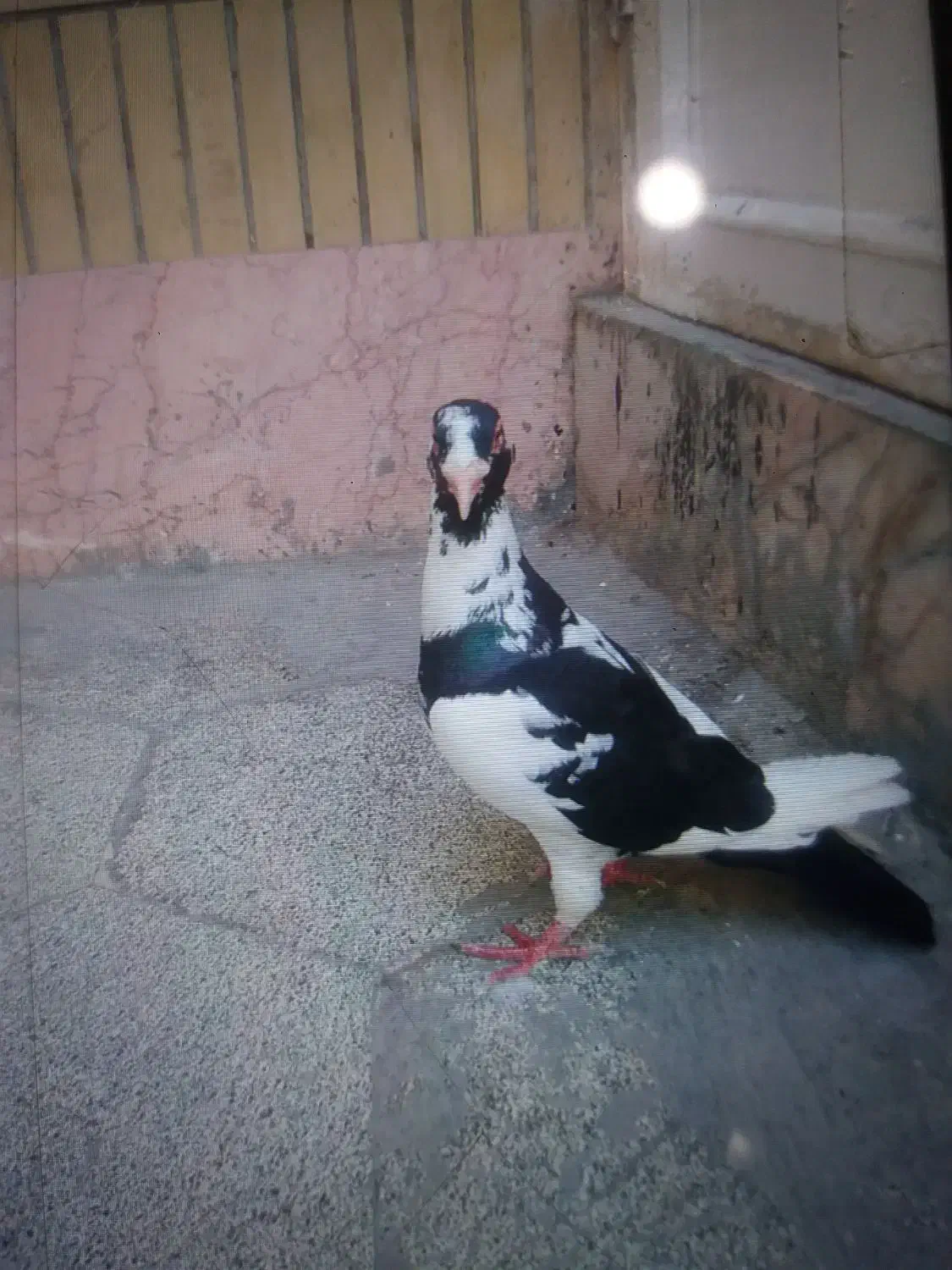 پلنگ دو رگ نر|پرنده|مشهد, کارگران|دیوار