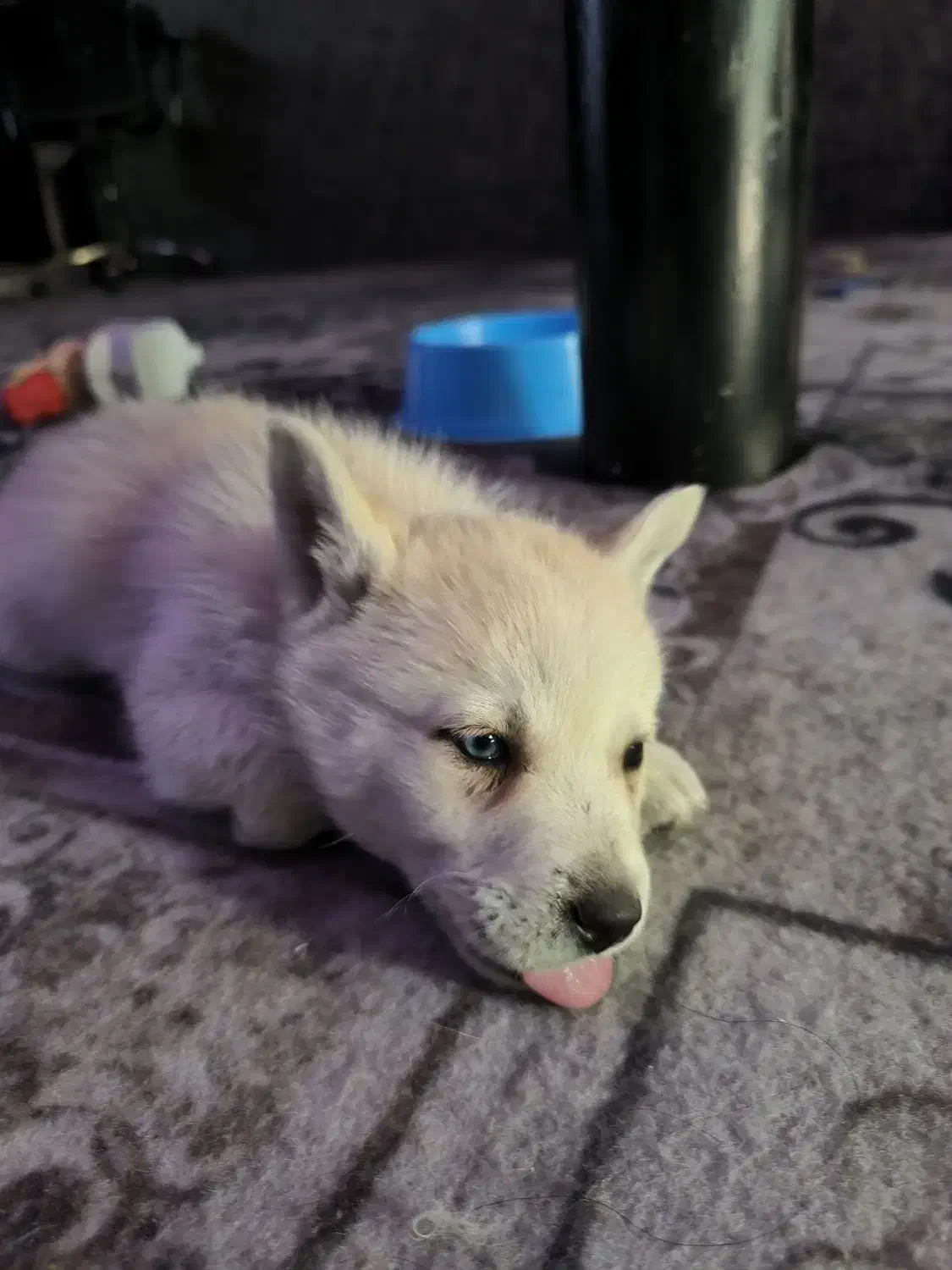 سک هاسکی سفید چشم دو رنگ|سگ|مشهد, فاطمیه|دیوار