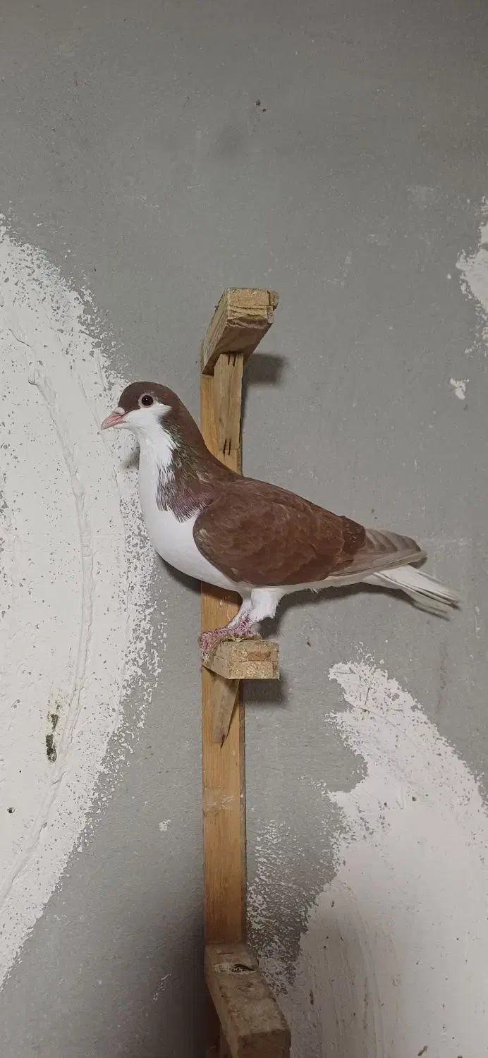 کبوتر ساده چپ سرخ|پرنده|گرگان, |دیوار