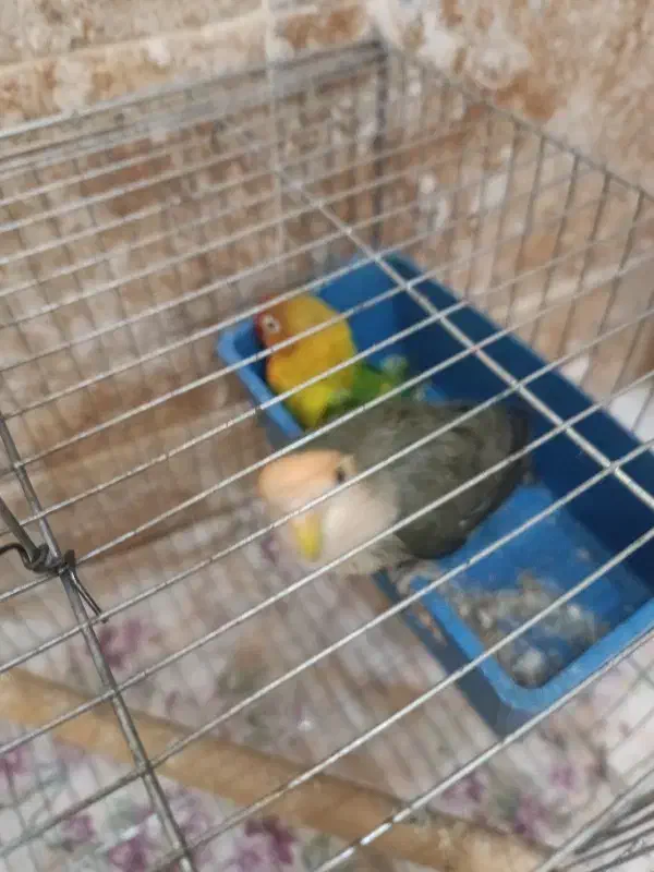 طوطی برزیلی|پرنده|مشکیندشت, |دیوار