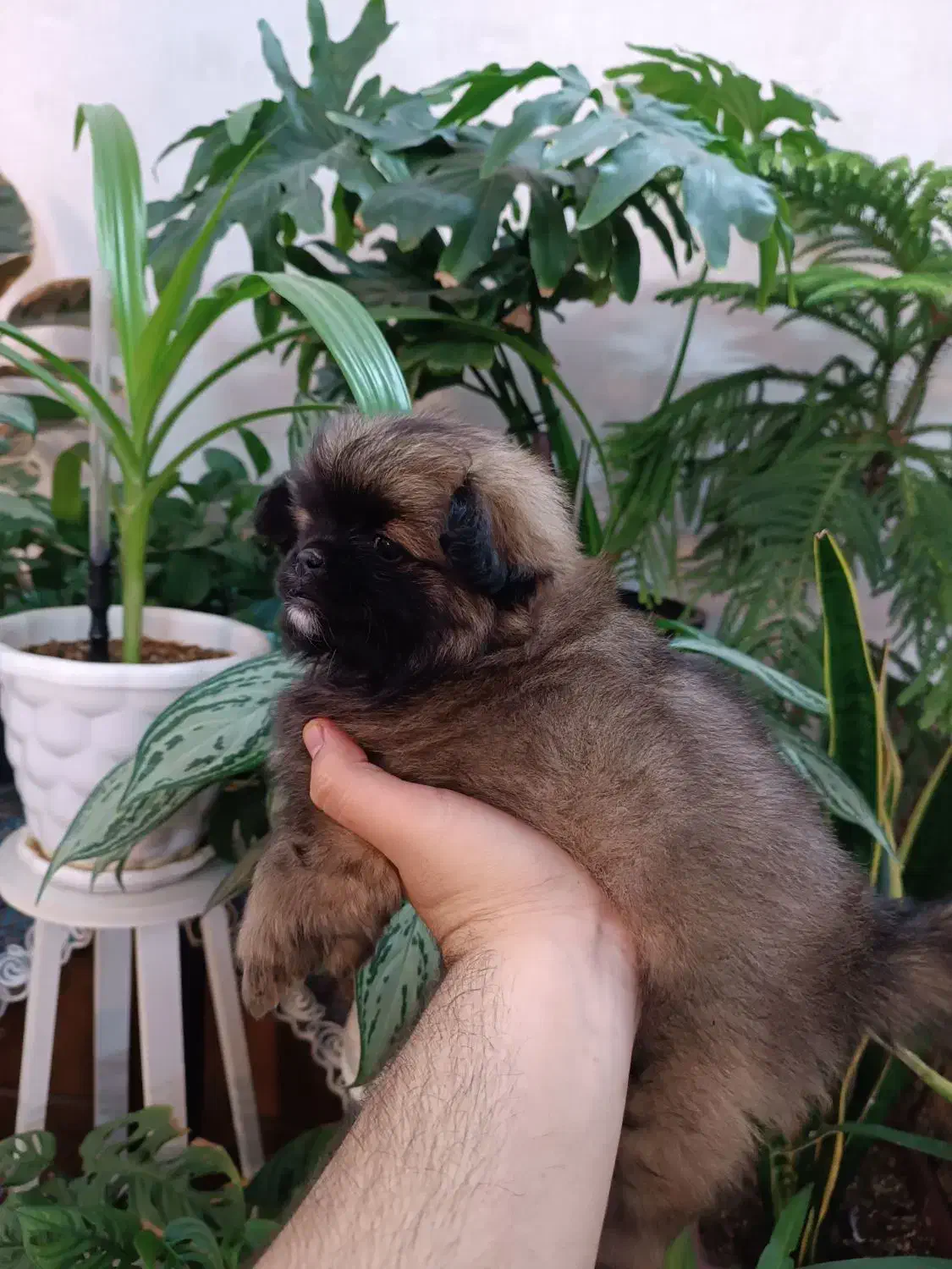 پامرانین|سگ|مشهد, کوی دروی|دیوار