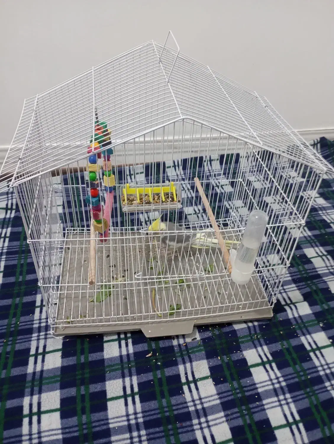 پرند|پرنده|اهرم, |دیوار