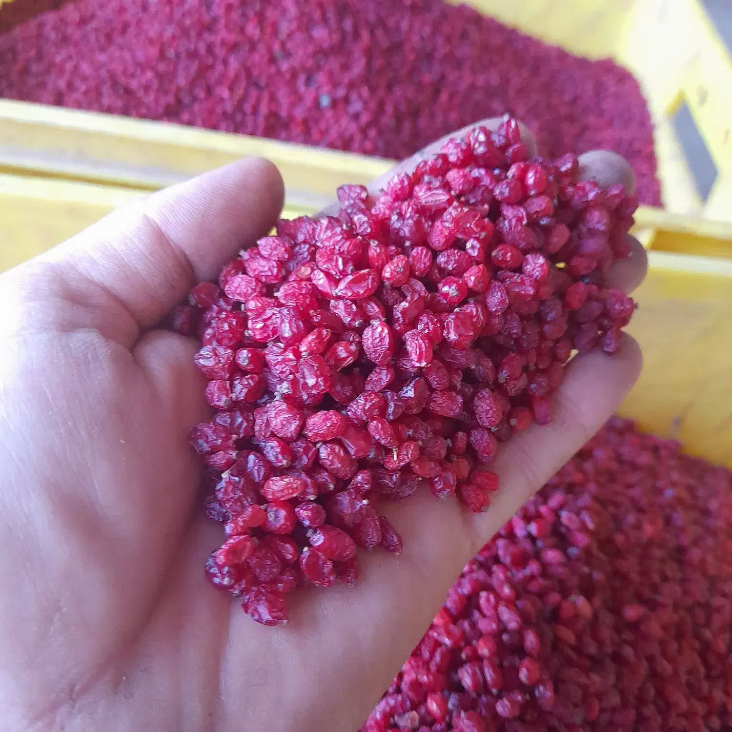 زرشک|عمده‌فروشی|مشهد, سیس‌آباد|دیوار