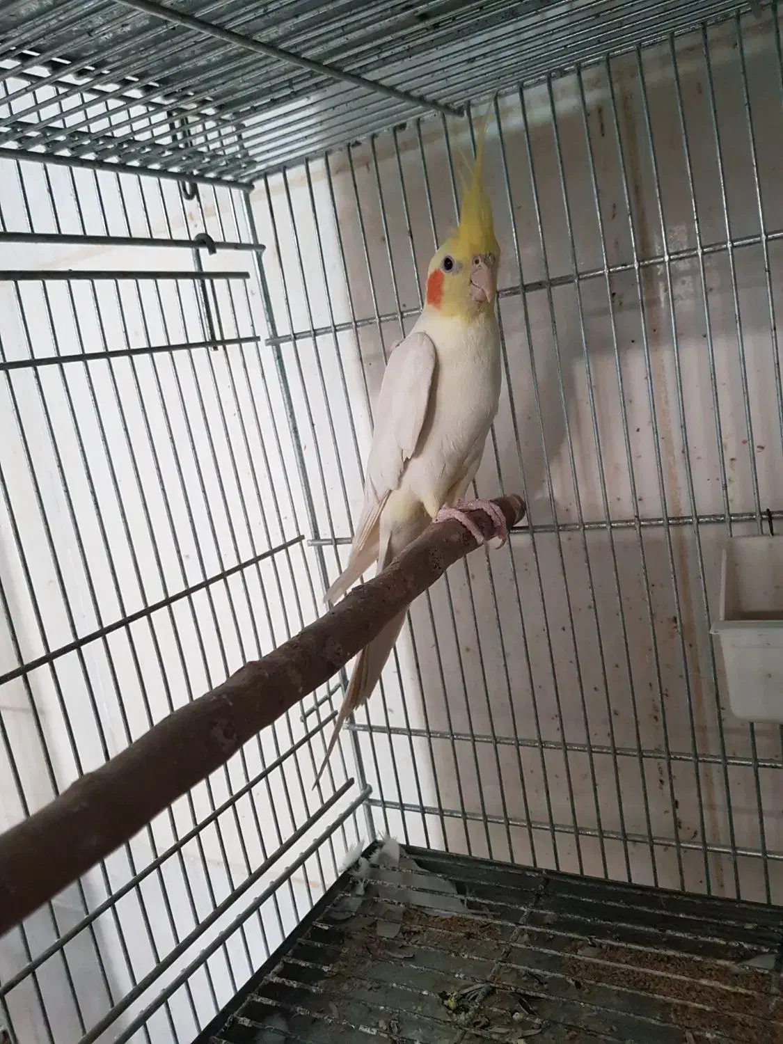 عروس هلندی مولد|پرنده|قم, چهل اختران|دیوار